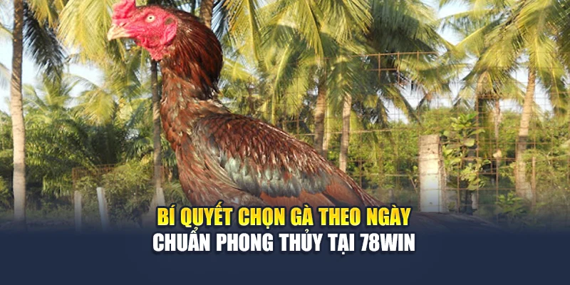 Bí Quyết Chọn Gà Theo Ngày Chuẩn Phong Thủy Tại 78WIN