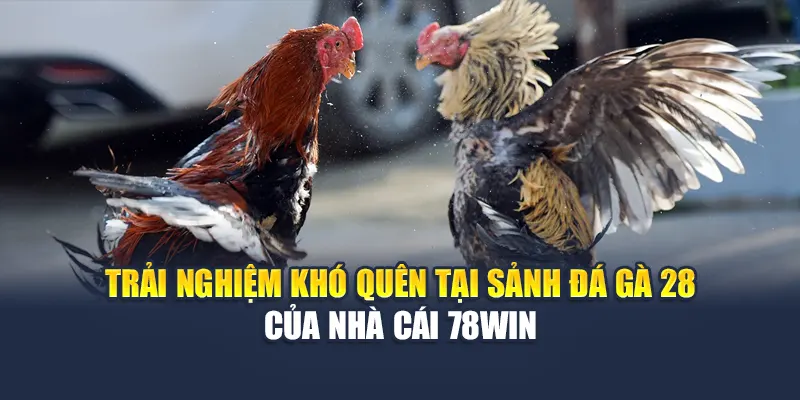 Trải Nghiệm Đặc Sắc Tại Sảnh Đá Gà 28 Hấp Dẫn Của 78WIN 3 Trải Nghiệm Khó Quên Tại Sảnh Đá Gà 28 Của Nhà Cái 78WIN